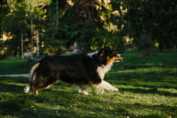 Black tricolor fluffy Australian Shepherd plays with a tree cone in a spring park in a green...