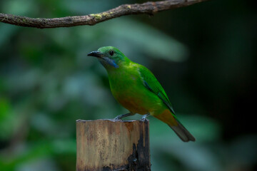 Orange-bellied Leafbird The head, upper body, neck, chest, wings and tail are green, the lower chest, belly and underside are yellow-orange.