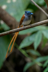 Amur Paradise-flycatcher The head is dark black, clearly contrasting with the gray chest. The tail is very long, may exceed 27 centimeters. The upper body, wings, and tail are dark brown. Chiang Mai, 
