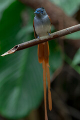 Amur Paradise-flycatcher The head is dark black, clearly contrasting with the gray chest. The tail is very long, may exceed 27 centimeters. The upper body, wings, and tail are dark brown. Chiang Mai, 