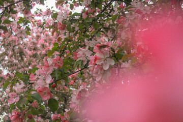 Blooming sakura tree during spring,flowering branches with pink flowers  as floral botanical...