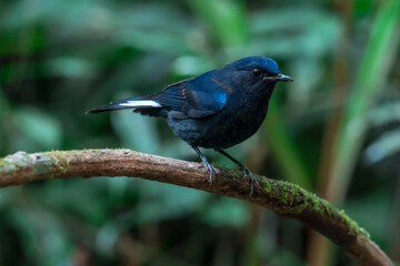 White-tailed Robin body is black and dark blue. The forehead, eyebrows, head, wings are blue. The...