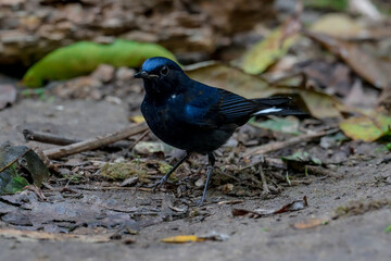 White-tailed Robin body is black and dark blue. The forehead, eyebrows, head, wings are blue. The neck has white spots. The tail is black, the base of the outer pair of tail feathers is white.