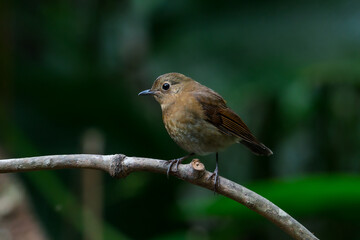 White-tailed Robin Brown feathers, red-brown wings The underbody is slightly lighter or yellowish. The chest has a white-yellow stripe. The middle of the belly is white and yellowish.