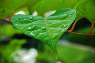 Close-up of Raindrops on Green Leaf