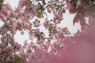 Blooming sakura tree during spring,flowering branches with pink flowers  as floral botanical...