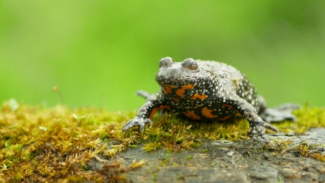 European fire-bellied toad bombina bombina video, amphibian frog sits on branch animal moss in water wetland, endangered species of nature, fire bellied natural purity indicator, 4k Europe