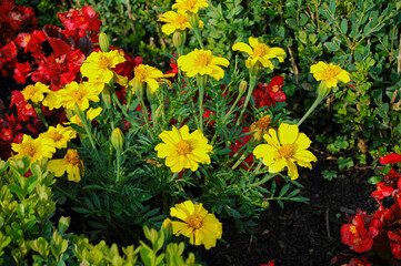 Obraz premium Bright Yellow Marigolds and Red Flowers in a Garden