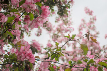 Blooming sakura tree during spring,flowering branches with pink flowers  as floral botanical...