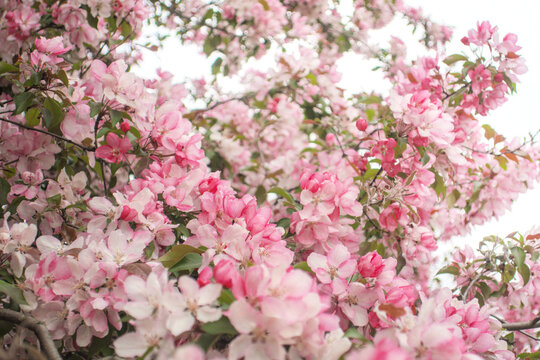 Blooming sakura tree during spring,flowering branches with pink flowers  as floral botanical background wallpaper, close up view