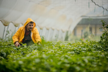 Male farmer using a irrigation system for a greenhouse plant growth
