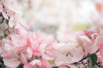 Blooming sakura tree during spring, flowering branches with pink flowers close up as bright...