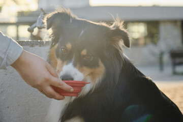 Australian Shepherd black tricolor on a walk in the park and drinks water from a special folding...