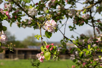 Spring blossom apple tree in fruit orchard