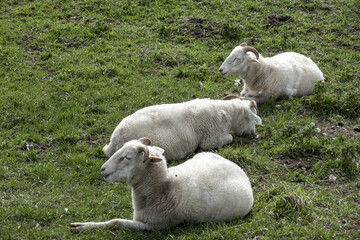 sheep with horns resting in the spring sunshine - obrazy, fototapety, plakaty