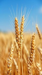Closeup of golden ears of wheat in a sunlit field, with a clear blue sky and fluffy white clouds in the background, capturing the essence of a bountiful harvest.