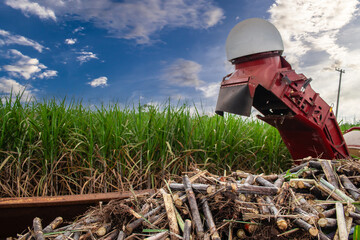 Harvesting machine working in sugar cane field on a farm in Brazil