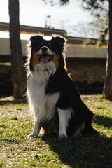 A black tricolor fluffy Australian Shepherd sits in a spring park on a green meadow poses beautifully. A charming playful dog on a morning walk. Portrait of happy pet.