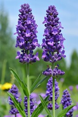 Obraz premium Spectacular view of purple lavender fields under a beautifully clear and vivid blue sky