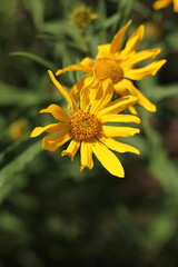 yellow flowers in the garden