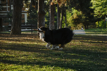 Black tricolor fluffy Australian Shepherd plays with a tree stick in a spring park in a green...