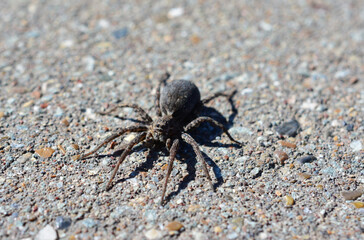 a spider sitting on the ground in sunny day 