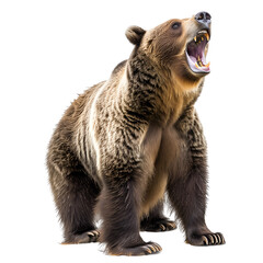 Fototapeta premium Grizzly Bear Stands Roaring Fiercely Isolated on a White Background