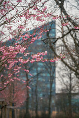 Pink cherry blossom flowers on tree in the park Stadsparken in Lund Sweden