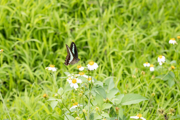 Beautiful common bluebottle (Graphium sarpedon) butterfly on the flower.