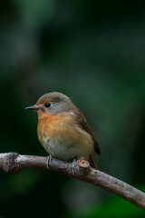 Hill Blue Flycatcher It resembles a dark blue throated insect catcher. But the side of the head is grey-brown, clearly different from the orange neck. The corner of the eye is darker.