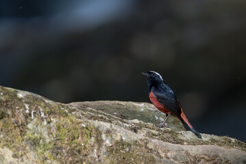 White-capped Water Redstart The head to the nape of the neck is white, contrasting with the black head, chest, back, wings, and tip of the tail. The rest are dark red and the tail wags. 