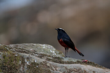 White-capped Water Redstart The head to the nape of the neck is white, contrasting with the black head, chest, back, wings, and tip of the tail. The rest are dark red and the tail wags. 