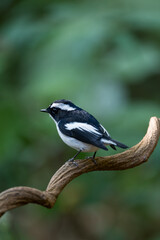 Little Pied Flycatcher The head, upper body, and tail are black. The eyebrows are long. The wing stripes and base of the outer pair of tail feathers are white. The lower body is white. Chiang Mai