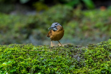 Grey-throated Babbler The body is greenish brown. The forehead and crown have white and black stripes. The eyebrows are long and black. There are white lines connected together in a long line.
