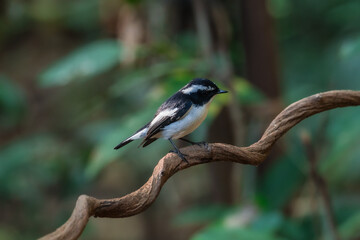 Little Pied Flycatcher The head, upper body, and tail are black. The eyebrows are long. The wing...