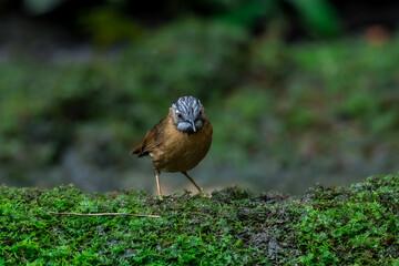 Grey-throated Babbler The body is greenish brown. The forehead and crown have white and black stripes. The eyebrows are long and black. There are white lines connected together in a long line.