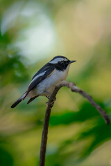 Obraz premium Little Pied Flycatcher The head, upper body, and tail are black. The eyebrows are long. The wing stripes and base of the outer pair of tail feathers are white. The lower body is white. Chiang Mai