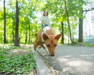 A young woman walks with an African basenji dog on a leash in the park.
