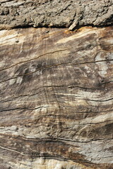old wood texture