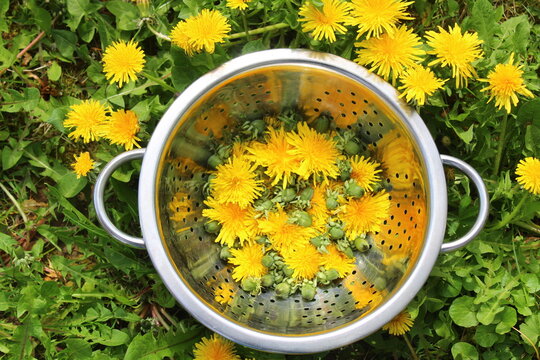 Bl&uuml;hender L&ouml;wenzahn und L&ouml;wenzahnbl&uuml;ten