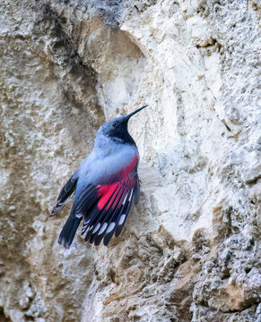 Tichodroma muraria hops on the rock and looks for food in the crevices of the rock.