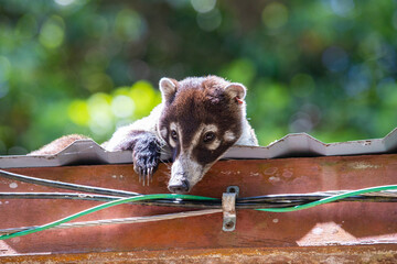 A coati lurking on the roof of a house - 787328901