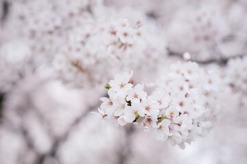 벚꽃