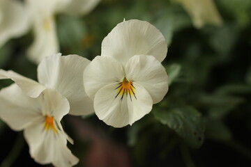 fiori bianchi di viola del pensiero