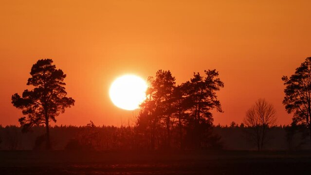 Timelapse of sun setting above the horizon with pine trees on the foreground. Sun goes down, silhouettes of pine trees