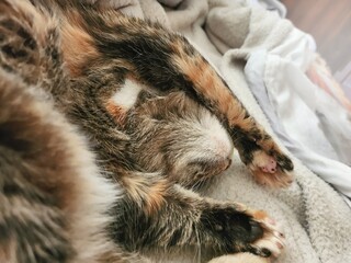 A beautiful gray tabby cat with mesmerizing green eyes is peacefully napping on a soft, plush blanket, surrounded by a warm and cozy atmosphere, evoking a sense of comfort and relaxation.