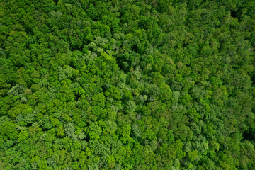 Aerial view of forest,ecosystem and healthy environment. Texture of green tree forest.