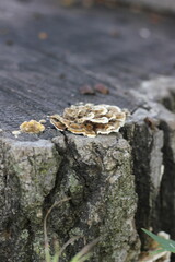 fungus on tree