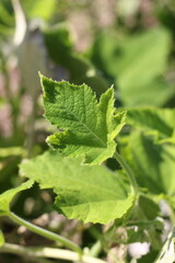 close up of green leaves