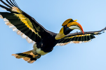 The bill and large hump are yellow. The face is black. The throat is white or yellowish-white. The body is black. The wings are black with a wide yellow stripe running down the middle of the wings.